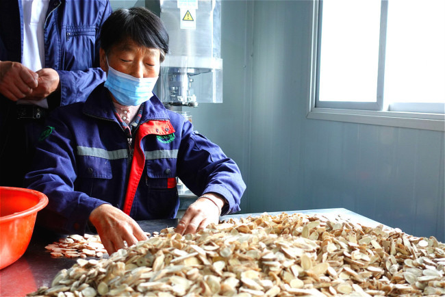 Ένας εργαζόμενος επιλέγει (挑選 tiāoxuǎn) κινέζικα φαρμακευτικά βότανα σε έναν αγροτικό συνεταιρισμό στην πόλη Τσαμπού στο Μινσιάν, στην επαρχία Γκανσού της βορειοδυτικής Κίνας, την 1η Σεπτεμβρίου 2020. [Φωτογραφία: China Plus]