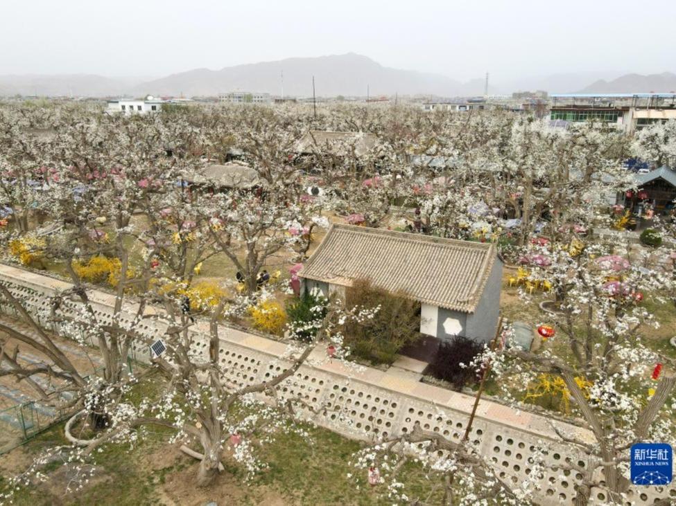 Bunga Pear Kembang di Shichuan