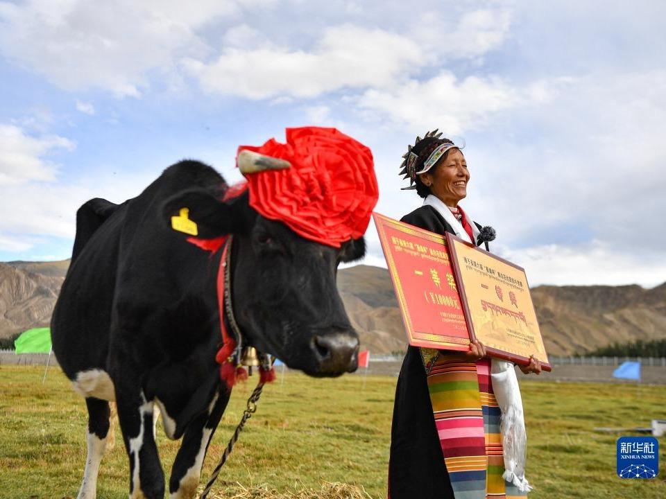 Pertandingan Ratu Cantik Lembu di Tibet