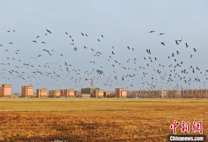 Alar Xinjiang, Syurga Burung Hijrah pada Musim Bunga