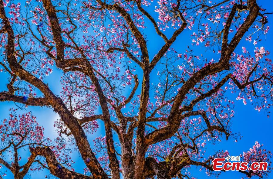 شکوفه های درخت ماگنولیا ۶۰۰ ساله