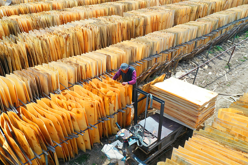 پرورش و تولید صنوبر ایتالیایی در چین