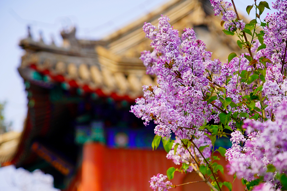 عطر گل‌ها در هوای پکن