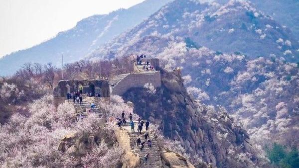 شکوفه های هلو و زردآلو در دیوار چین