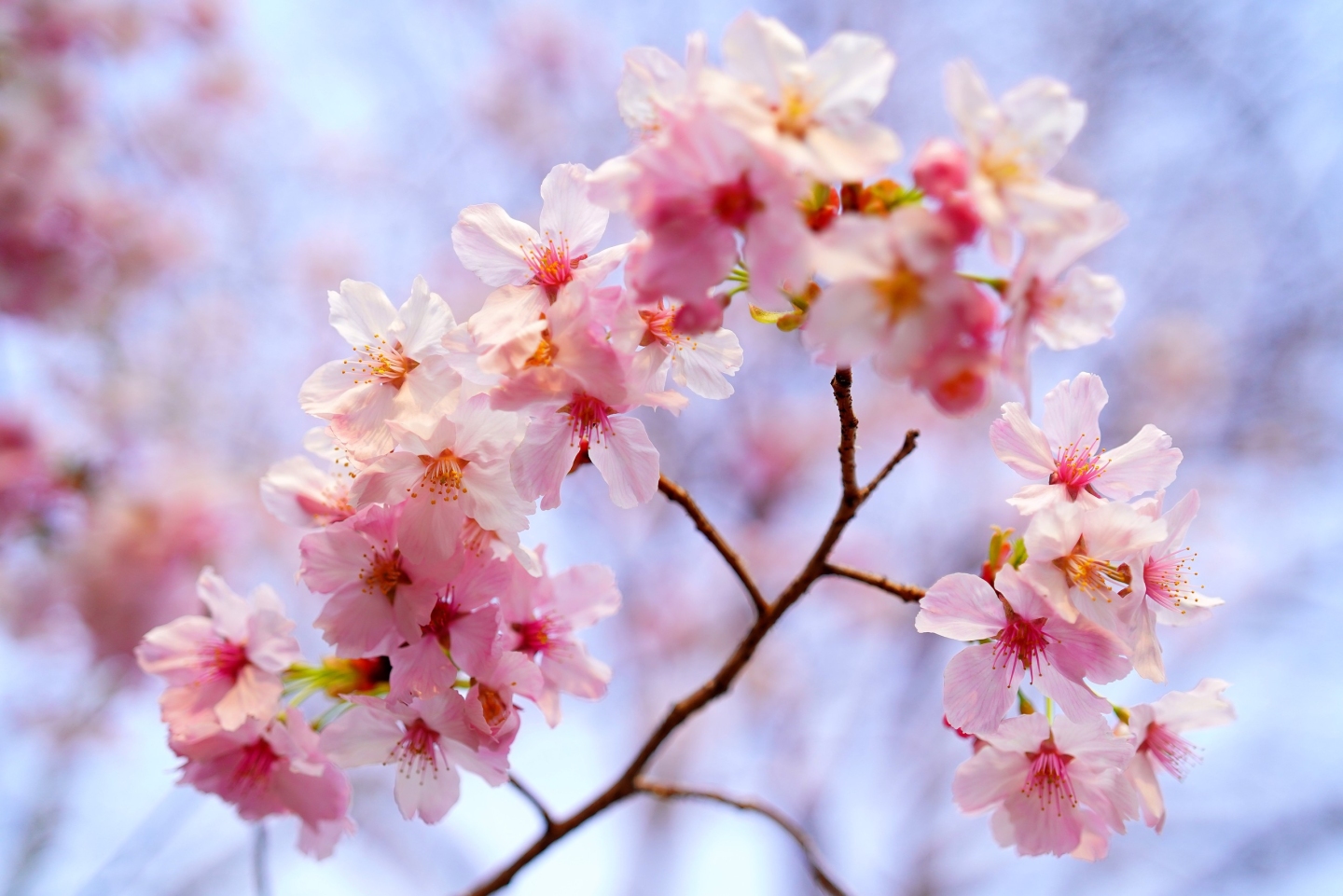 شکوفه‌های گیلاس پارک «یو یوان تان»