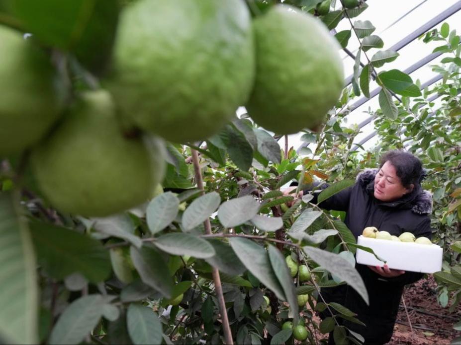 Tanam Buah-Buahan Selatan di Utara China