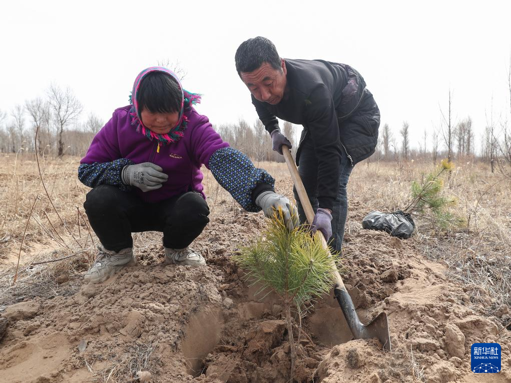 Padang Pasir Diubah Jadi Hutan di Zhangwu