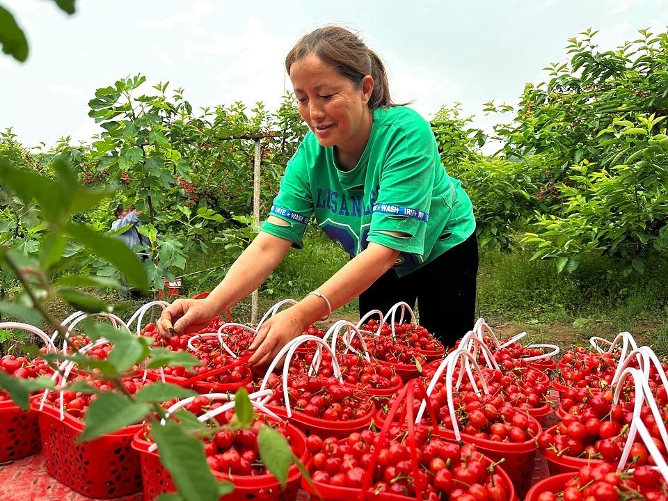 Buah Ceri Masak di Sichuan