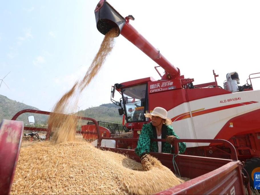 Petani Sibuk Menuai Gandum di Shandong