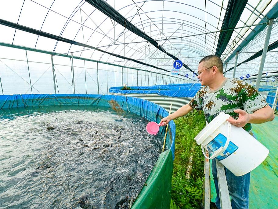 Industri Pemeliharaan Ikan yang Dilengkapi Sistem Pintar