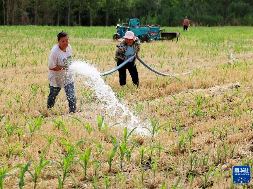 Bertani Semasa Musim Kemarau