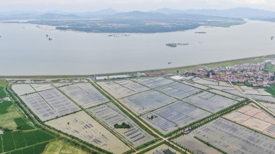 Biak Udang Krai dan Ketam di Sawah