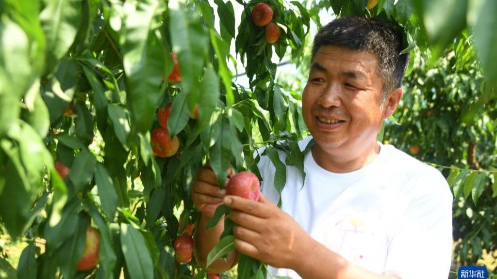 Tuaian Buah Pic di Beijing