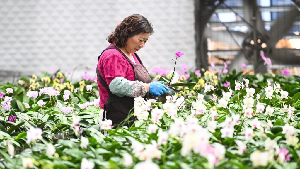 Ekonomi Kampung Zhangshan Bertunjangkan Tanaman Orchid