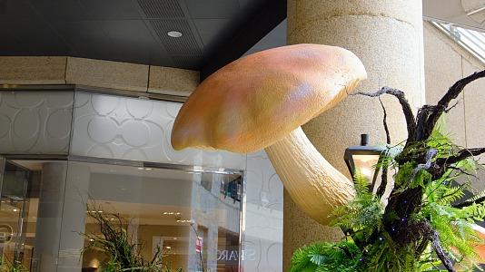 Pameran Cendawan Liar di Yunnan