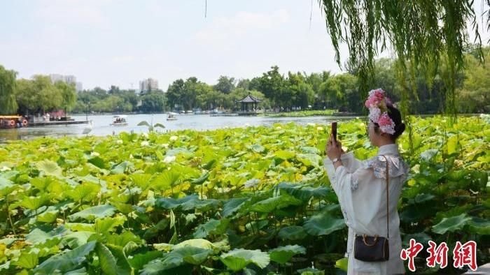 Keindahan Bunga Teratai Menawan Hati Pengunjung
