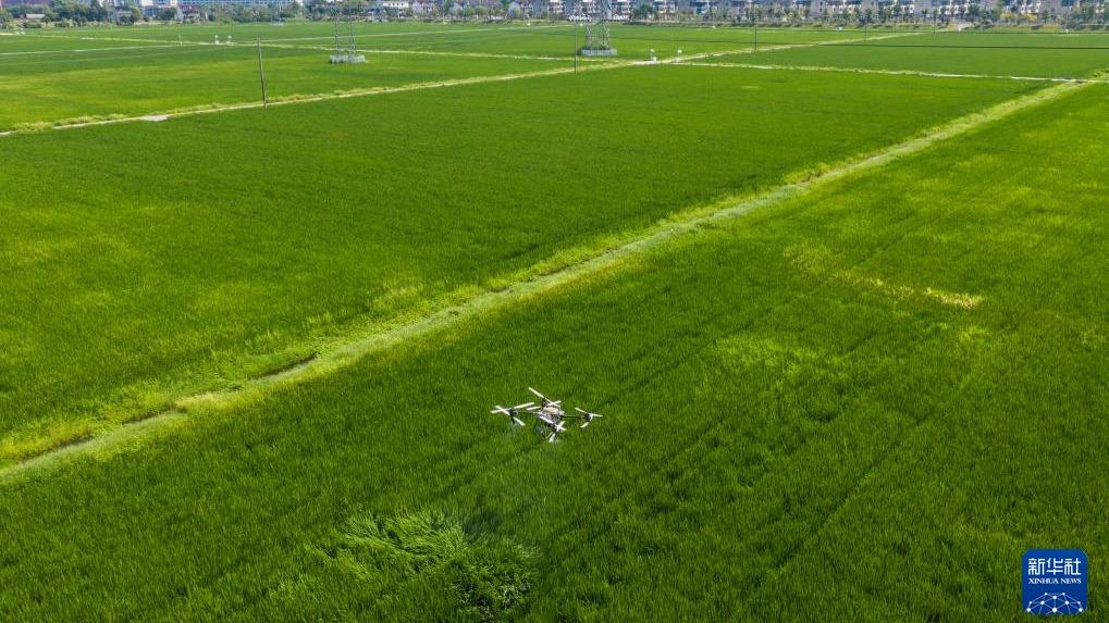 Jaga Tanaman Padi dalam Cuaca Panas Ekstrem