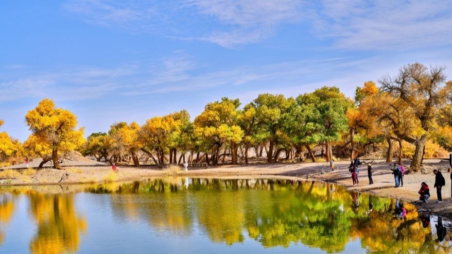 Terpukau Keindahan Hutan Populus Euphratica