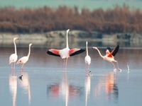 Kawanan Flamingo Jadi Tarikan