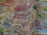 Ladang Teres Bersejarah Seribu Tahun di Yuanyang