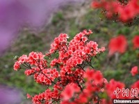Hamparan Bunga Azalea Warnai Gunung Tiantang