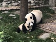 Panda Simbol Persahabatan Malaysia-China