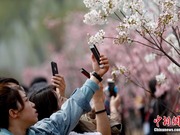 Pesta Sakura di Beijing