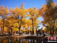 Hutan Berwarna Kuning Keemasan di Gansu