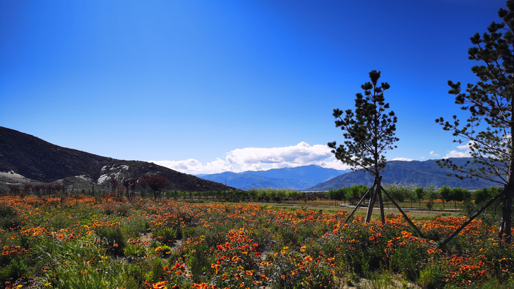 雪域高原之上,這是他們幸福生活的模樣 雪域高原之上,這是他們幸福生活的模樣