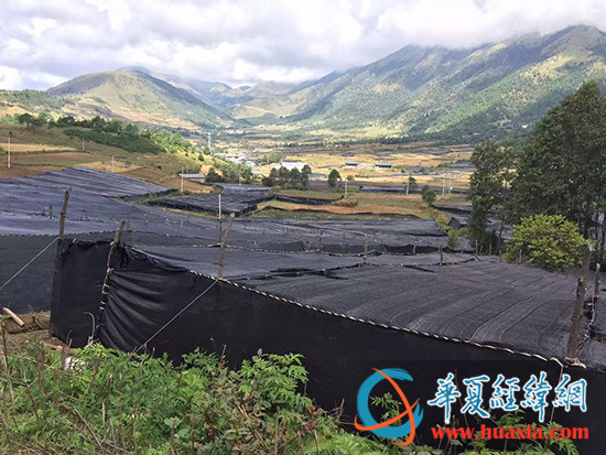 專訪雲南臺商羅霓雲：大山裏20年助農脫貧的幸福日子