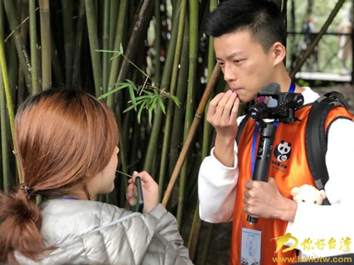 青春online行兩岸進行時 打卡熊貓的家 原來你是這樣的國寶 青春online行兩岸進行時 打卡熊貓的家 原來你是這樣的國寶
