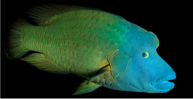 花15年橫跨40個國家,他為1.2萬種野生動物留下最後的影像 花15年橫跨40個國家,他為1.2萬種野生動物留下最後的影像