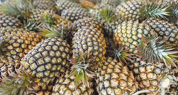 臺網紅揭民進黨騙局:去年僅56公斤菠蘿銷澳大利亞,今年是0 臺網紅揭民進黨騙局:去年僅56公斤菠蘿銷澳大利亞,今年是0