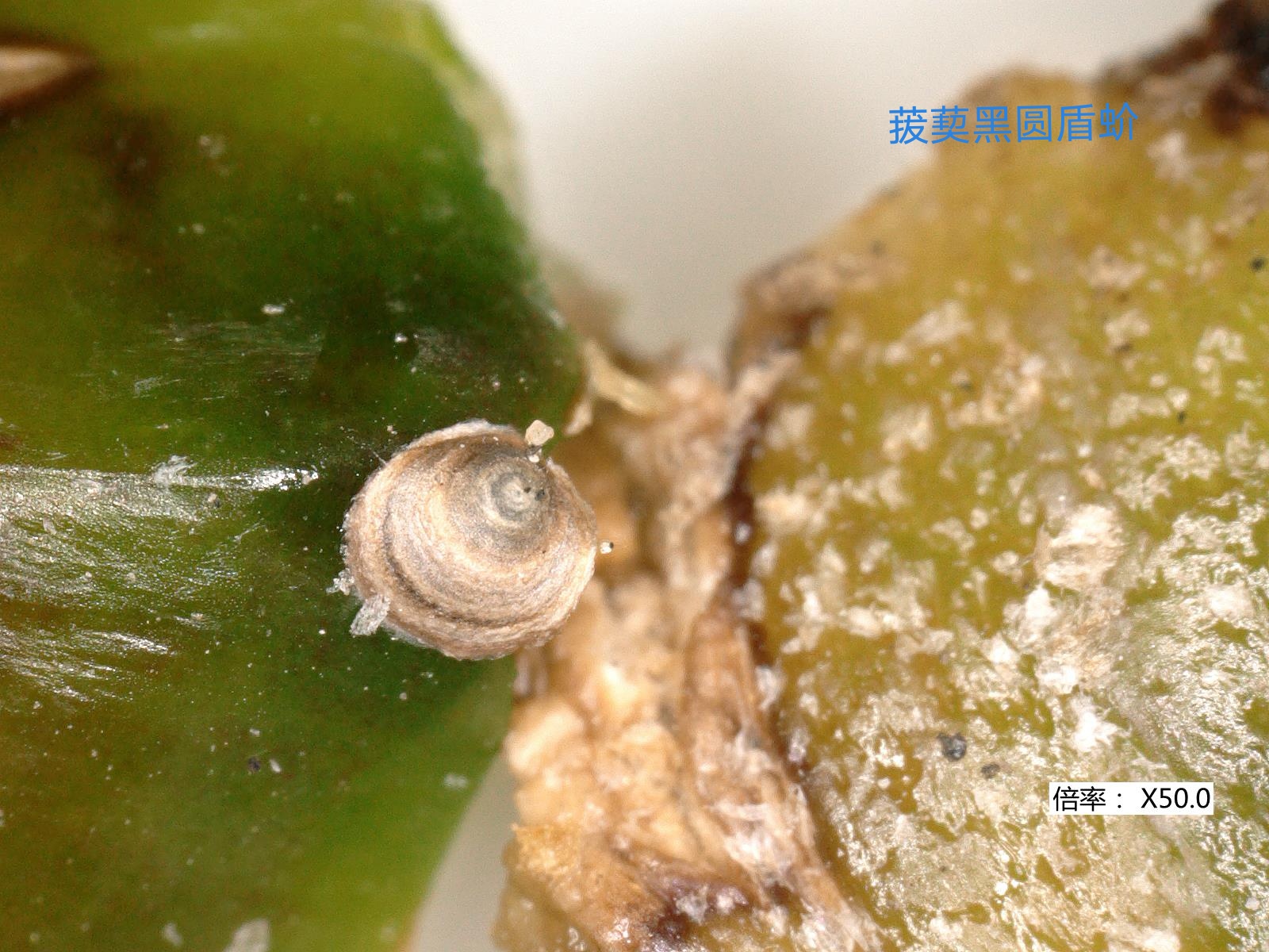 國臺辦:台灣地區菠蘿不合格有據可查,民進黨當局應切實負起監管責任 國臺辦:台灣地區菠蘿不合格有據可查,民進黨當局應切實負起監管責任_fororder_2