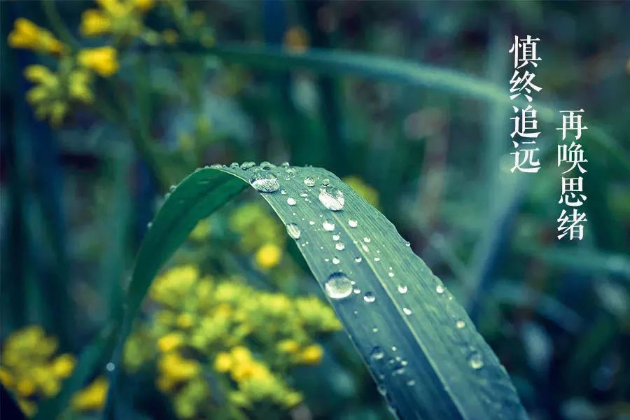 追思在清明|樹高千尺 葉落歸根 追思在清明|樹高千尺 葉落歸根