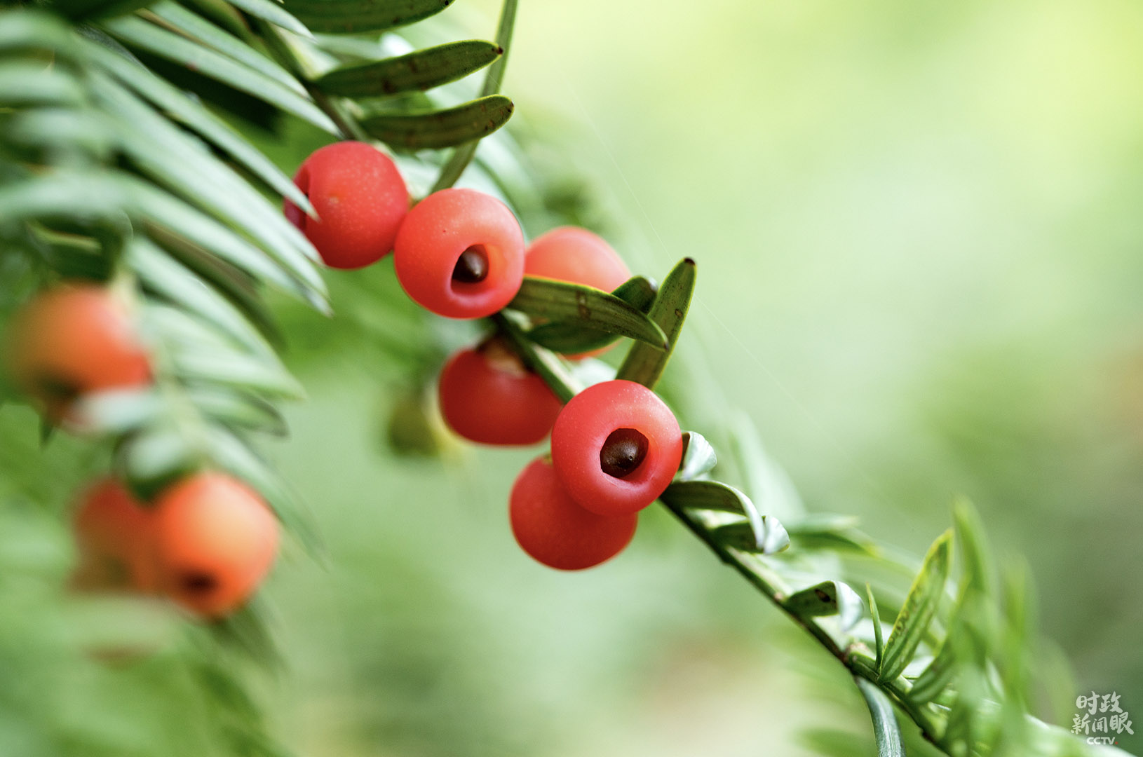 時政新聞眼丨五年後再訪陜西,習近平首站考察秦嶺 時政新聞眼丨五年後再訪陜西,習近平首站考察秦嶺