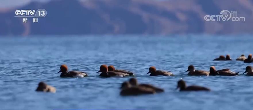 大地不言，萬物有靈！數字變化背後是人與自然和諧相處的生動寫照