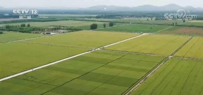 我國秋糧面積預計增加12.9億畝 豐收有基礎 我國秋糧面積預計增加12.9億畝 豐收有基礎