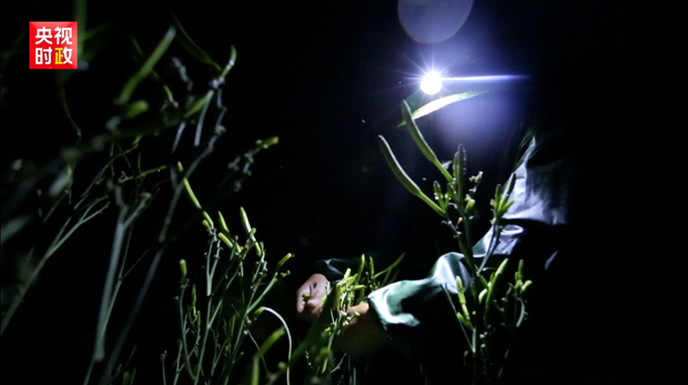 習近平山西行丨首站來到大同西坪鎮 習近平山西行丨首站來到大同西坪鎮