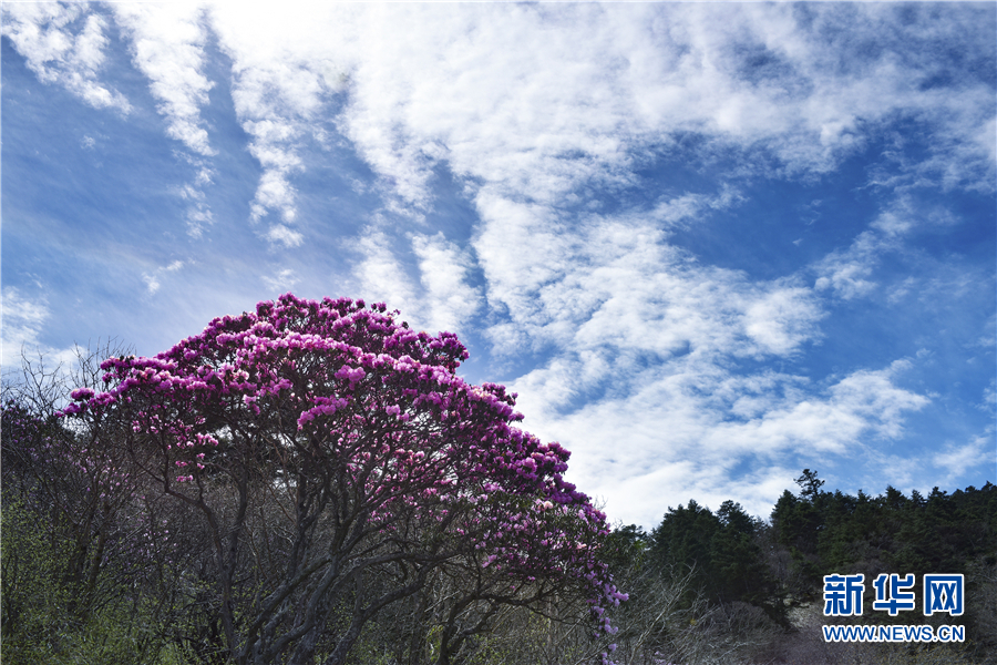 換個角度看神農架杜鵑花 換個角度看神農架杜鵑花
