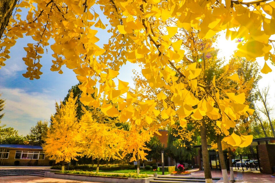 校長來了丨王曉京:培養真正的雙向人才 祖國未來的主人 校長來了丨王曉京:培養真正的雙向人才 祖國未來的主人_fororder_C01AA82D-6D68-4735-8BC8-7B82E73F8955