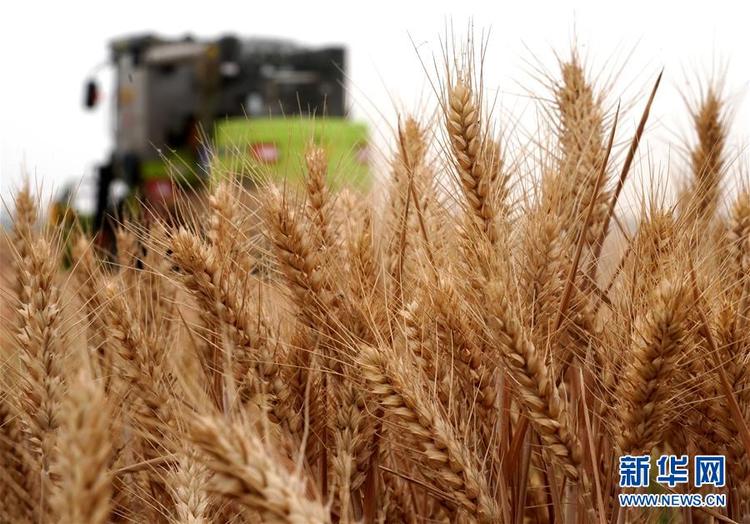 食為政首——穩住農業基本盤增添發展底氣 食為政首——穩住農業基本盤增添發展底氣