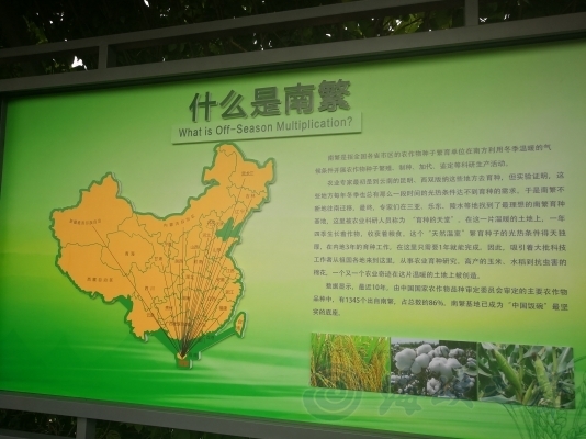 三亞水稻國家公園“恐龍+水稻”感受南繁科技 三亞水稻國家公園“恐龍+水稻”感受南繁科技