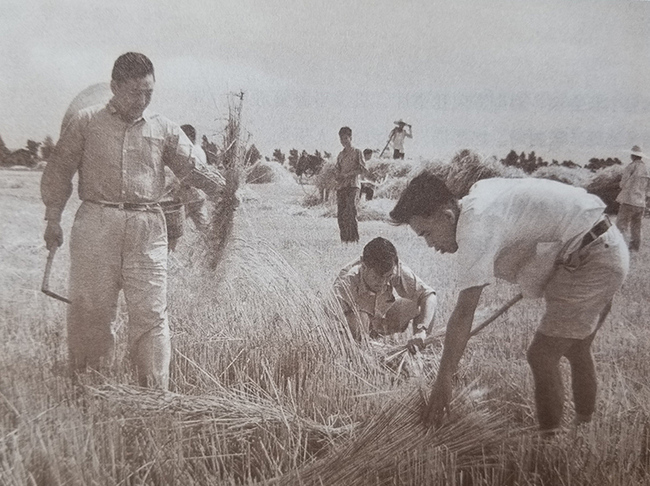 En junio de 1960, Xi Zhongxun dirigió a los cuadros de los órganos centrales del estado a los suburbios de Beijing para cosechar el trigo junto con los aldeanos locales.<br>Xi Zhongxun dijo una vez a Xi Jinping: “No importa cuán grande sea tu título oficial, no se olvide de servir a la gente con diligencia, siempre trabaja por los beneficios del pueblo y contacta con los pueblos como uno de ellos.