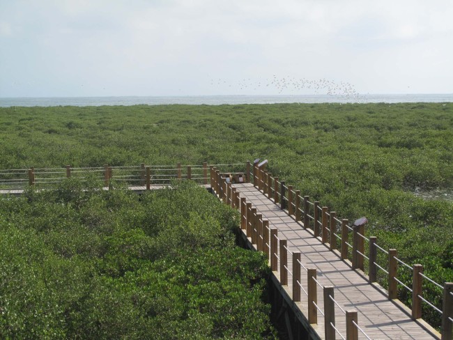 La ville Beihai renforce la protection des forêts de mangrove pour construire une ville écologique