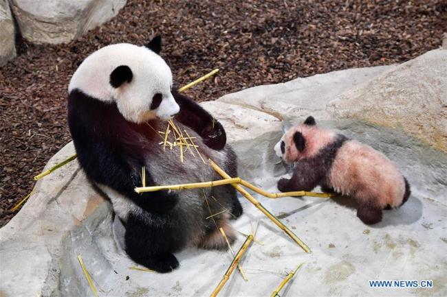Yuan Meng, le bébé panda "français" fait sa première sortie publique