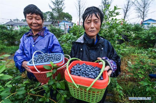 Des paysans récoltent des myrtilles dans une base à Lincheng, dans le district de Changxing, province chinoise du Zhejiang (est), le 19 mai 2018. Les myrtilles de Changxing sont mûres et la récolte attire de nombreux touristes. (Photo : Xu Yu)