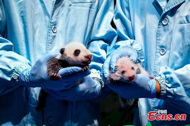 Les experts montrent les résultats de l'examen passé par les bébés pandas géants Longzai (à gauche) et Tingzai (à droite) au Chimelong Safari Park de Guangzhou, capitale de la province du Guangdong (sud de la Chine), le 12 août 2018. Longzai est né le 12 juillet et Tingzai le 29 juillet. Les deux petits pandas géants ont passé un examen physique complet dimanche à Guangzhou. (Photo / China News Service)