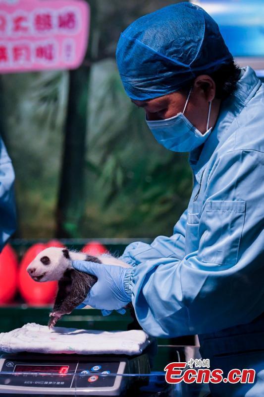 Examen physique pour les bébés pandas géants du Chimelong Safari Park de Guangzhou