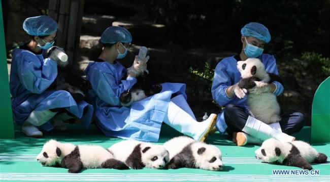 Photo prise le 28 septembre 2018 montrant des bébés pandas géants dans la Base de recherche sur l'élevage des pandas géants de Chengdu, dans la province chinoise du Sichuan (sud-ouest). (Xinhua)